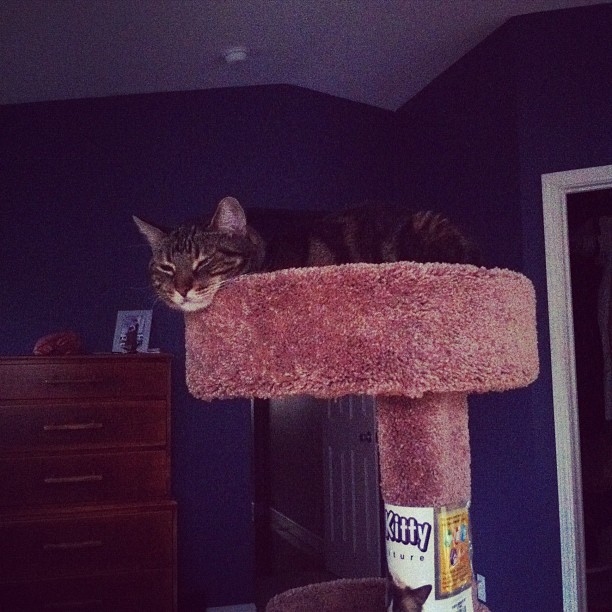 The cat has a new favorite spot. (Taken with instagram)